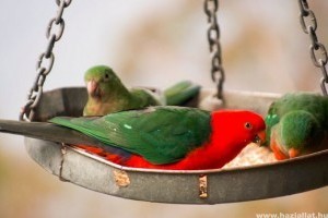 Milyen a jó madáreleség? Táplálkozási tanácsok papagájoknak