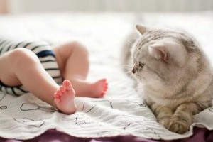 Cica vagy bébi? Macskaszőr allergia