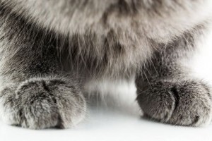 Miért alakulnak ki a macska fárasztó szokásai?