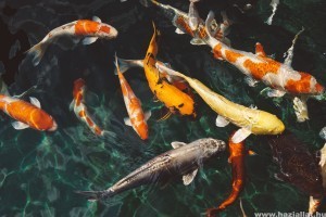 Kerti tó téliesítése: mire figyeljünk, mikor vegyük ki a halakat?