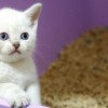 15 tudnivaló a macskavécéről macska-gazdiknak