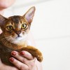Macska fültisztítás 5 lépésben