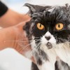 Macska fürdetése: hogyan, mivel, mikor?