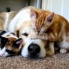 Kutya-macska védőoltások: a legfontosabb tudnivalók