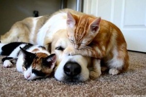Kutya-macska védőoltások: a legfontosabb tudnivalók