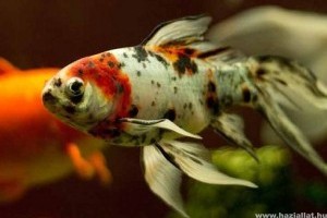 Tényleg megbetegedhet az élő eleségtől a hal?