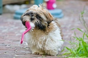 Kutyák fogápolása: miért nem jó a csontrágás a fognak?