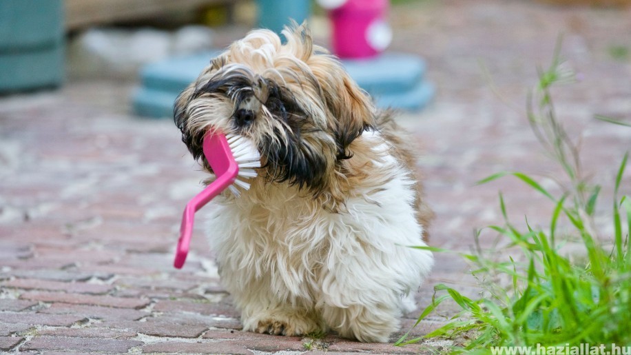 Kutyák fogápolása: miért nem jó a csontrágás a fognak?