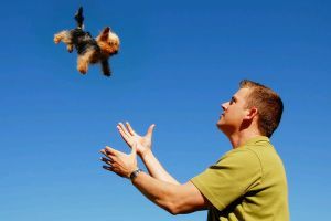 Kutyával repülni: hogyan, mennyiért?