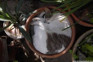Hol szeret aludni a macskád?