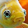 Mitől idegesek a halak az akváriumban? - viselkedés és okok