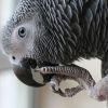 Beszélő papagájt keresek! Milyet válasszak?