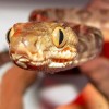 Hüllő kisokos: kígyók a terráriumban