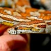 Kígyók a terráriumban: a gabonasikló