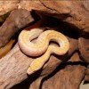 Kígyók a terráriumban: az afrikai házisikló és a kaliforniai királysikló