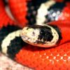 Kígyók a terráriumban: a vörös királysikló