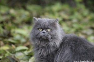 A perzsa macska tartása és gondozása