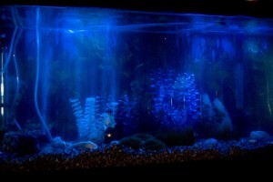 Természetes világítás az akváriumban