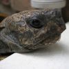 Púposodás a szárazföldi teknősöknél