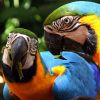 Hogyan tanítsuk beszélni a papagájt?