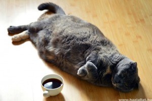 Kutya-macska: hogyan fogyaszd le túlsúlyos kedvenced?