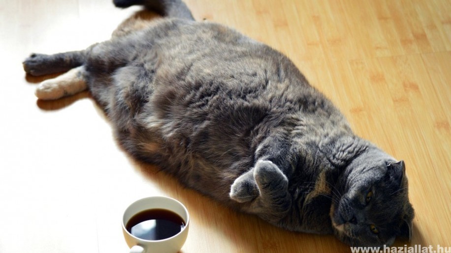Kutya-macska: hogyan fogyaszd le túlsúlyos kedvenced?