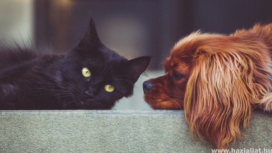 Kutya vagy macska: melyik a jobb háziállat?