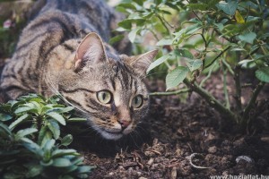 Milyen a macskabiztos kert?