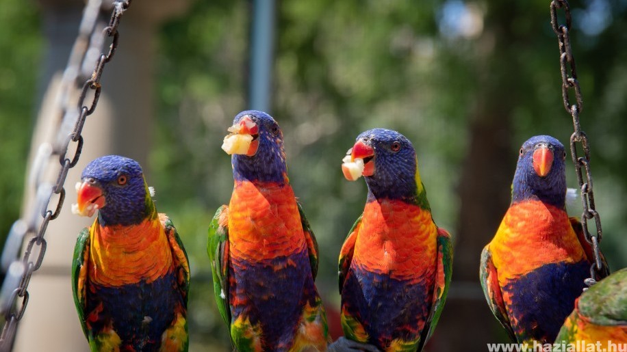 A zsírmáj tünetei és kezelése papagájoknál