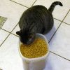 Hogyan vedd rá a beteg macskát az evésre?