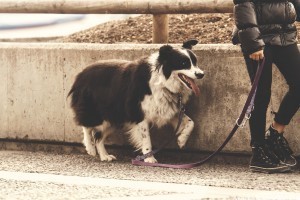 Biztonságos kutyasétáltatás: 7 dolog, amire figyelj!