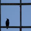 Hogyan akadályozd meg, hogy a madarak nekicsapódjanak az ablakodnak?