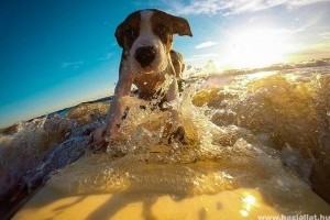 Nyaralás a kutyával - tanácsok, illemszabályok