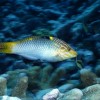 Melyik a legjobb haleledel az édesvízi trópusi halak számára?