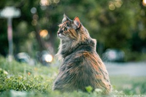 Tippek a hosszú szőrű macskák ápolásához