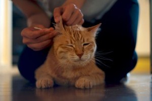 Hogyan kell megfelelően kitisztítani a macska fülét?