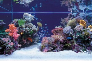 11 hiba, amit egy sósvízi akvárium tulajdonosa elkövethet - 1. rész