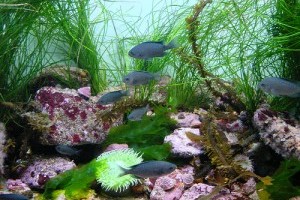 11 hiba, amit egy sósvízi akvárium tulajdonosa elkövethet - 2. rész