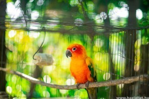 Így előzheted meg a papagájod kiszáradását a kánikulában