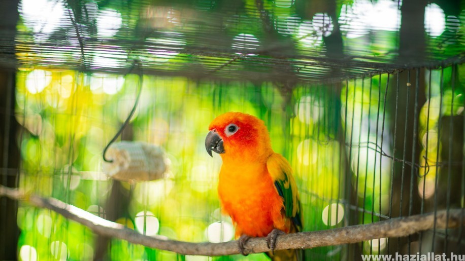 Így előzheted meg a papagájod kiszáradását a kánikulában
