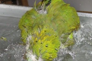 Szükséges-e fürdetni a madarat?