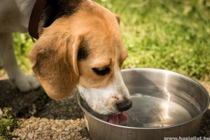 Mennyi vizet iszik egy kutya egy nap alatt?