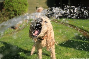 Kutya meleg: így hűtheted le a kimelegedett kutyádat nyáron