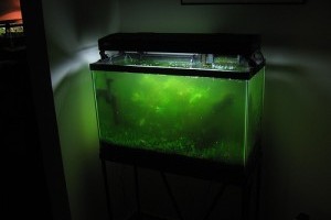 Lehet alga nélkül is üzemeltetni egy akváriumot?