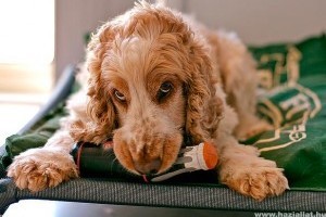 Kutyapanzió - ha nincs kire bízni a kutyát
