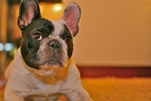 A kutyák fülfertőzésének megelőzése