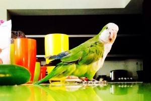 Miért ne tartsd a konyhában a papagájt?