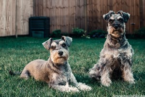 3 természetes bolhariasztó kutyáknak