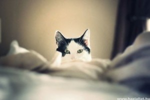 Amikor a macska az ébresztőóra
