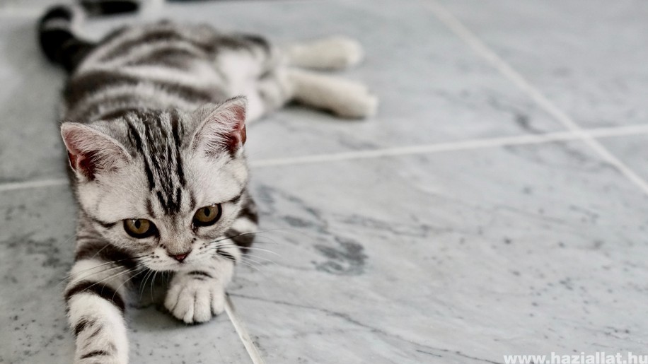 Olcsó és egyszerű macskajátékok - készítsd el házilag!